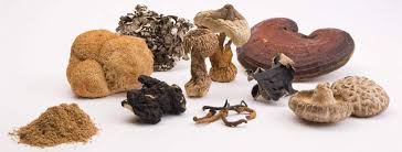 FUNGHI: UNA GRANDE OPPORTUNITA' NUTRIZIONALE