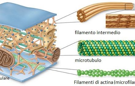 I MICROTUBULI CELLULARI: LEGAME TRA BIOFISICA E BIOLOGIA